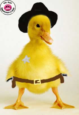 moi ptit poussin jaune