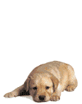 chien